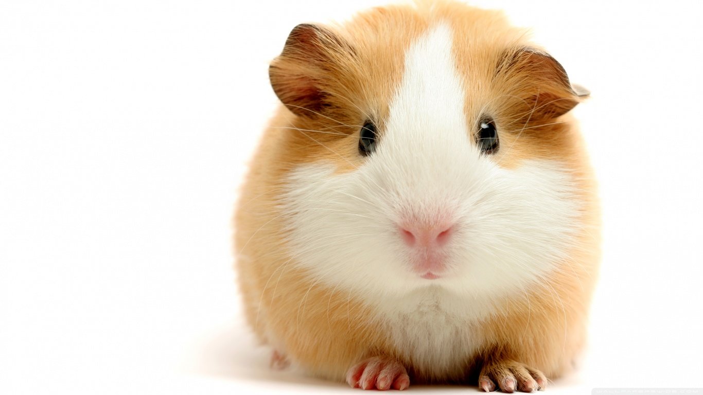 Awesome Guinea Pig free background ID:270949 for laptop computer