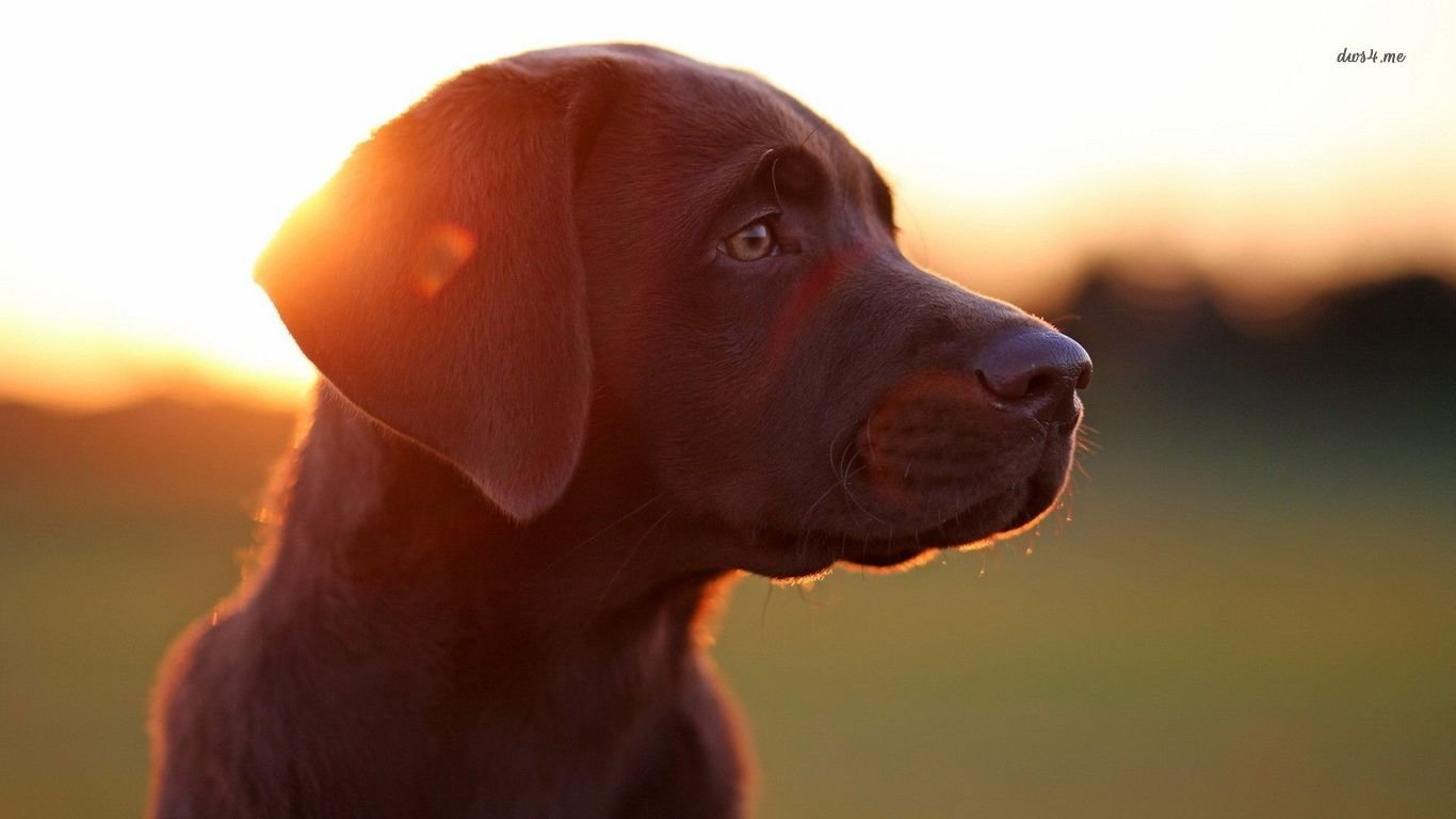 Free download Labrador wallpaper ID:421643 laptop for computer