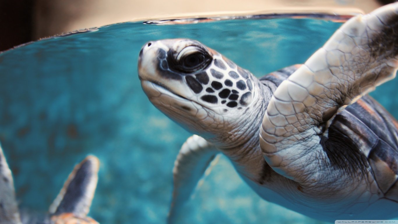 High resolution Sea Turtle laptop wallpaper ID:150747 for PC