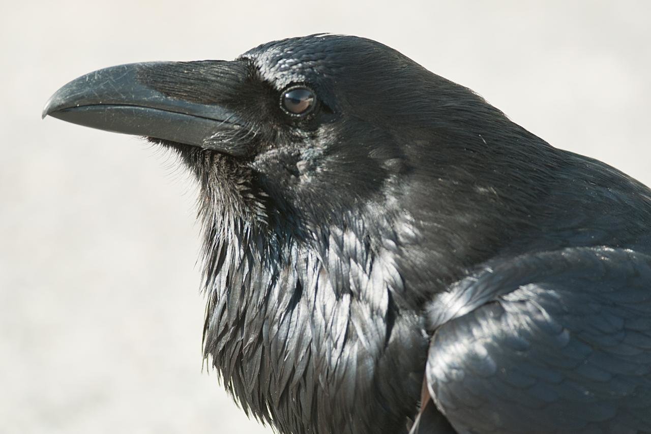 High resolution Raven hd 1280x854 background ID:397349 for PC