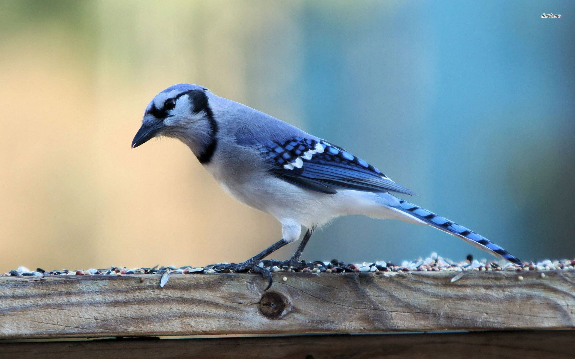Free Blue Jay high quality background ID:158394 for hd 1920x1200 PC