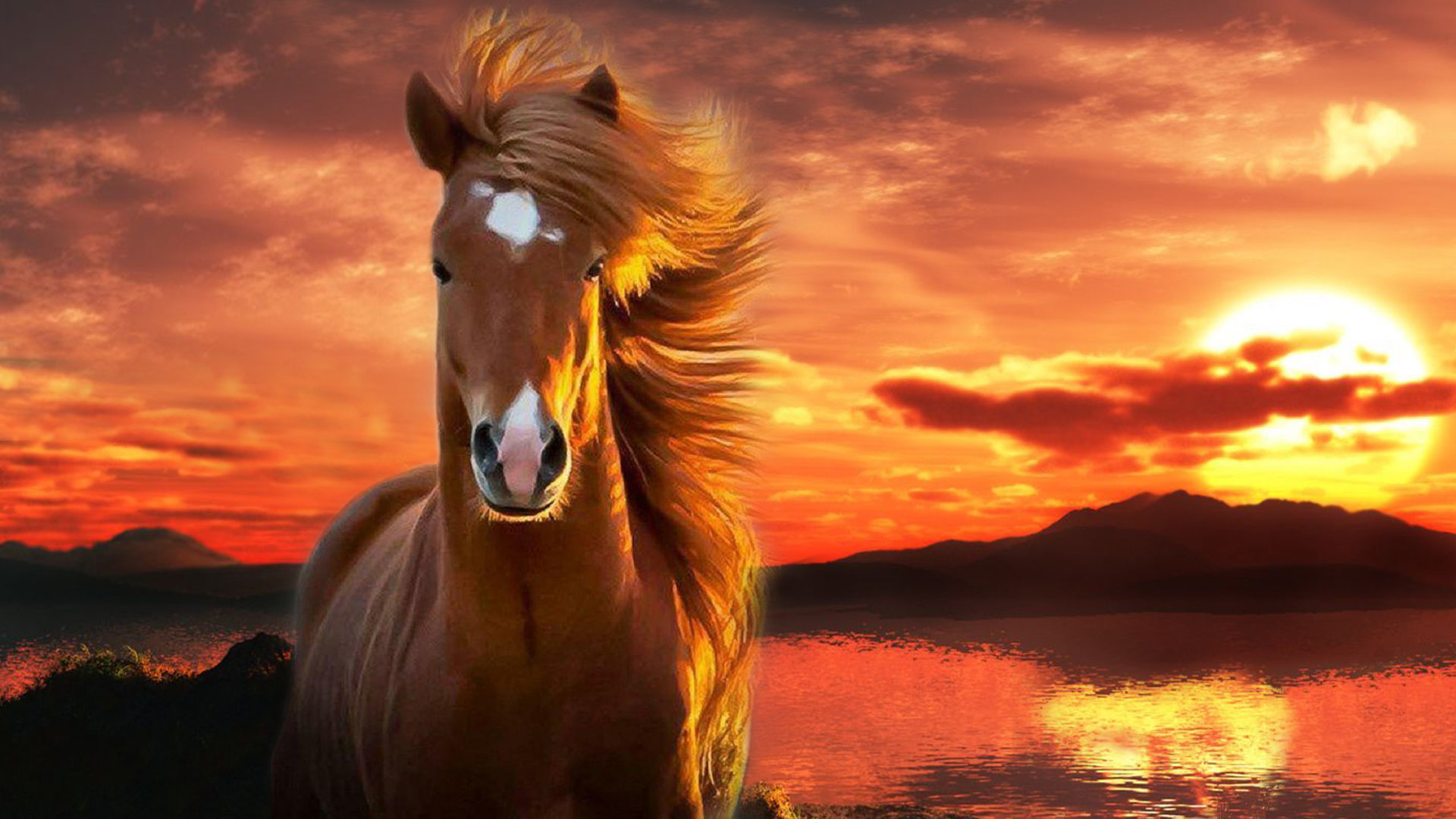 High resolution Horse 1080p background ID:23157 for computer