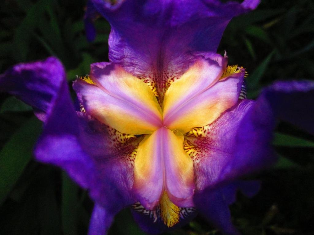 Awesome Iris free background ID:53061 for hd 1024x768 desktop