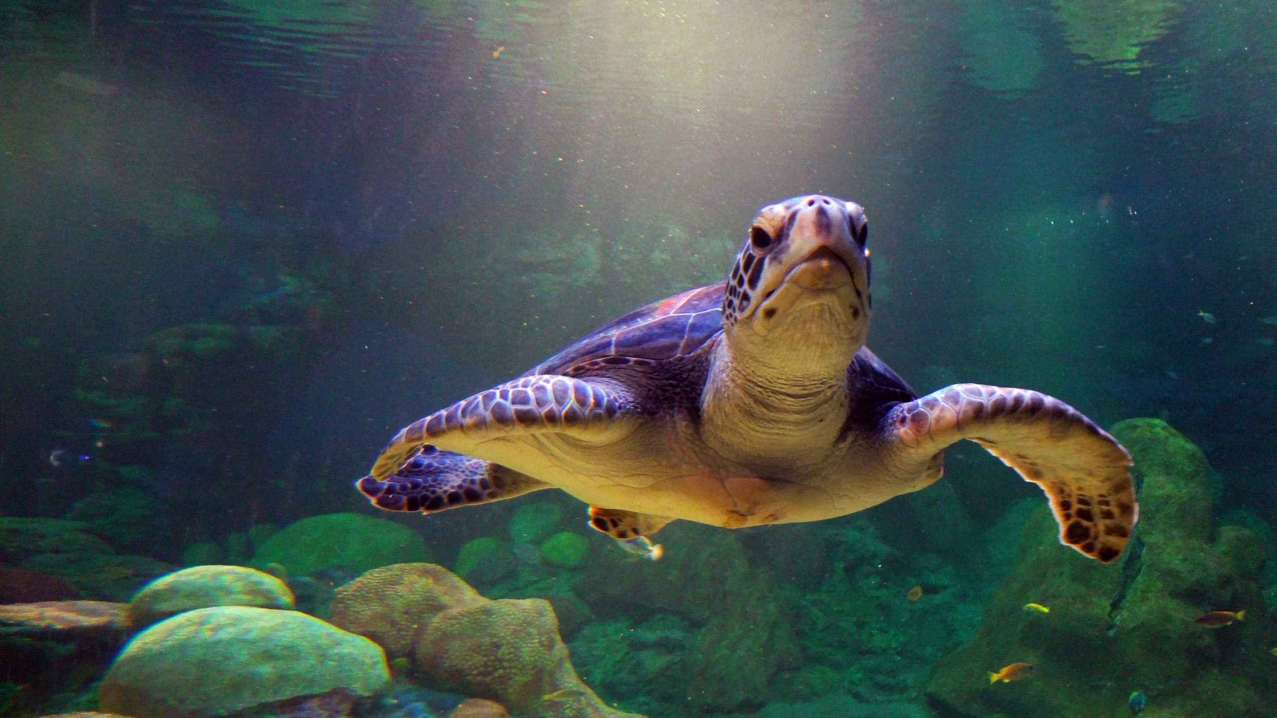 Best Sea Turtle background ID:150744 for High Resolution hd 2560x1440 PC