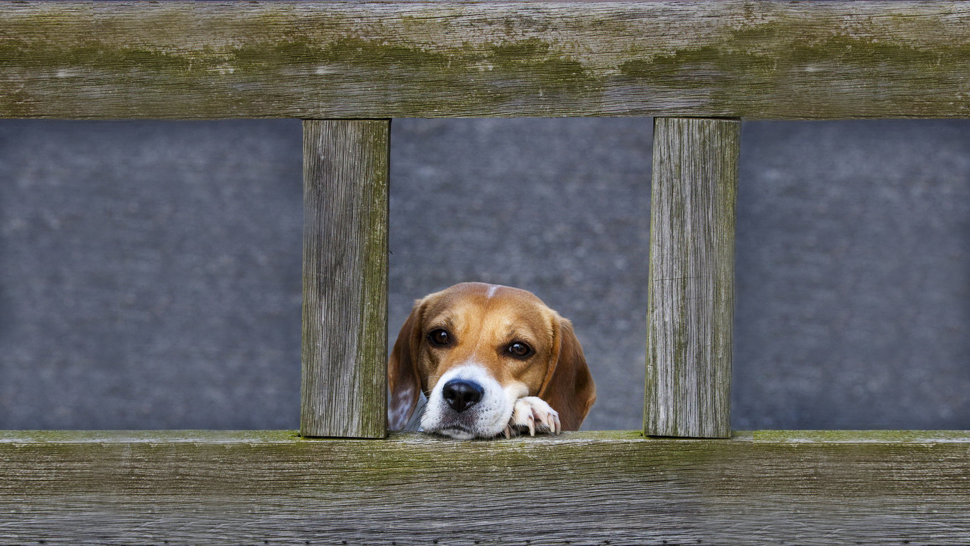 Awesome Beagle free wallpaper ID:294257 for full hd 1920x1080 computer