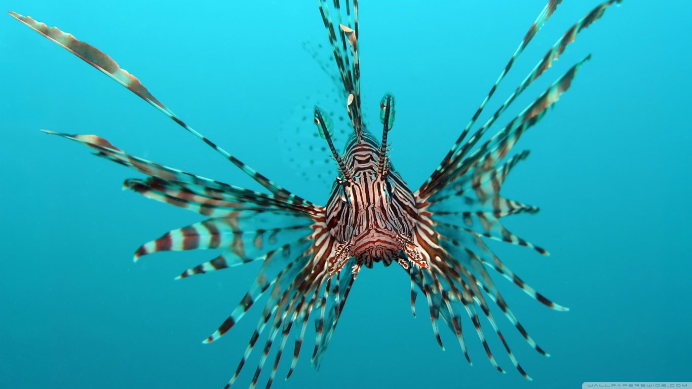 Awesome Lionfish free wallpaper ID:438215 for hd 1366x768 computer