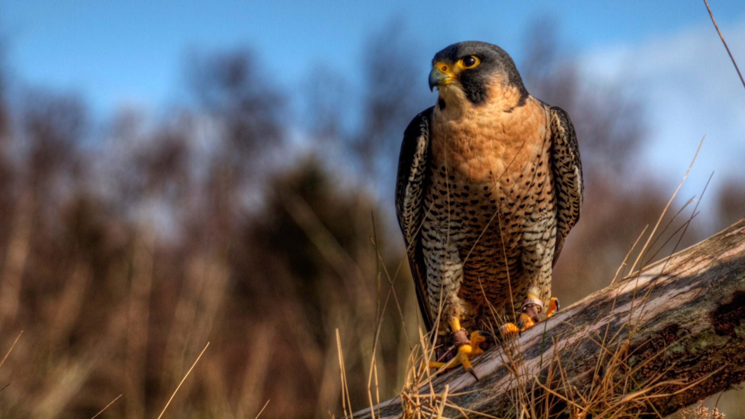 Awesome Falcon free background ID:408469 for hd 2560x1440 desktop