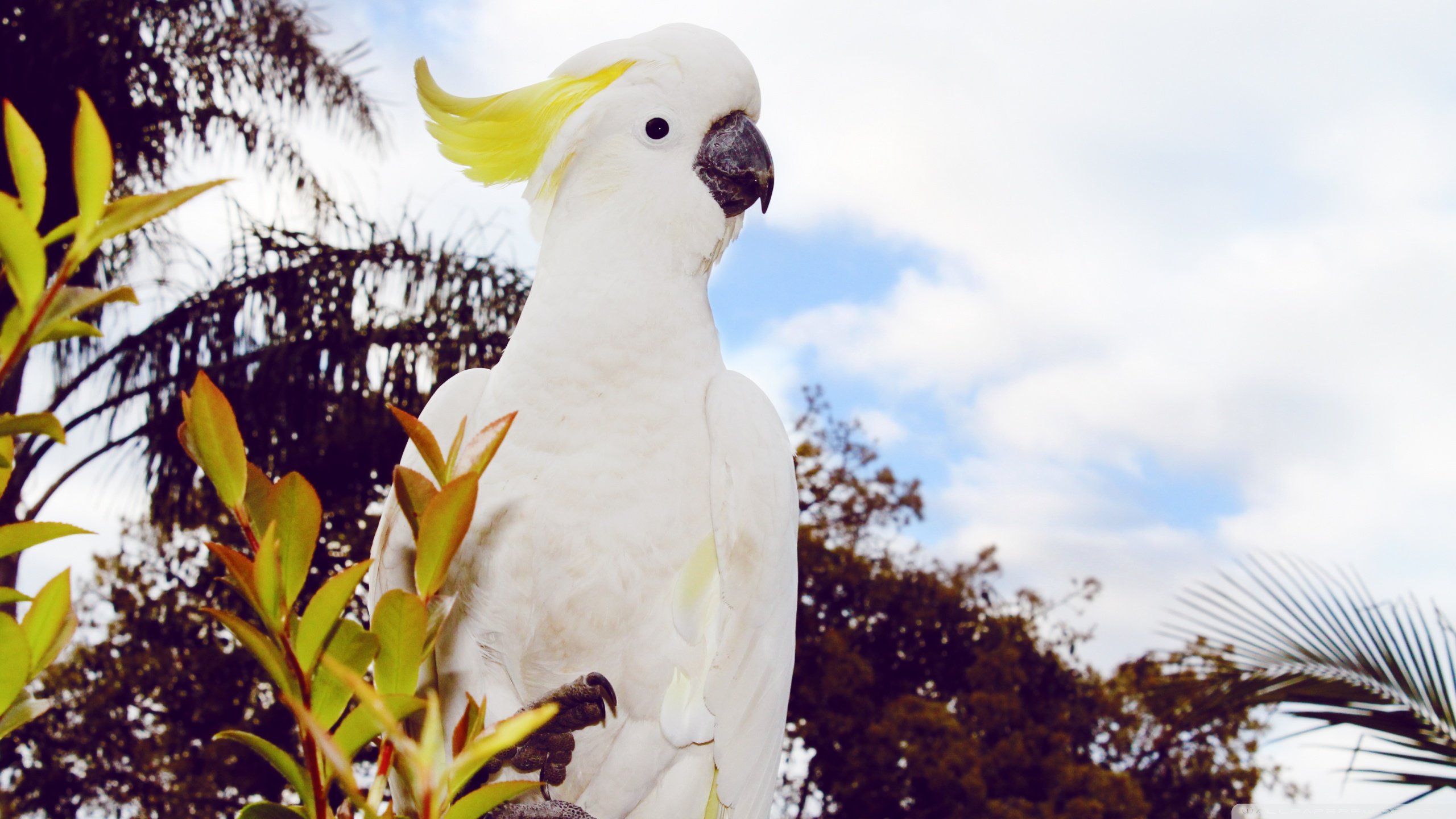 Free Sulphur-crested Cockatoo high quality background ID:130229 for hd 2560x1440 computer