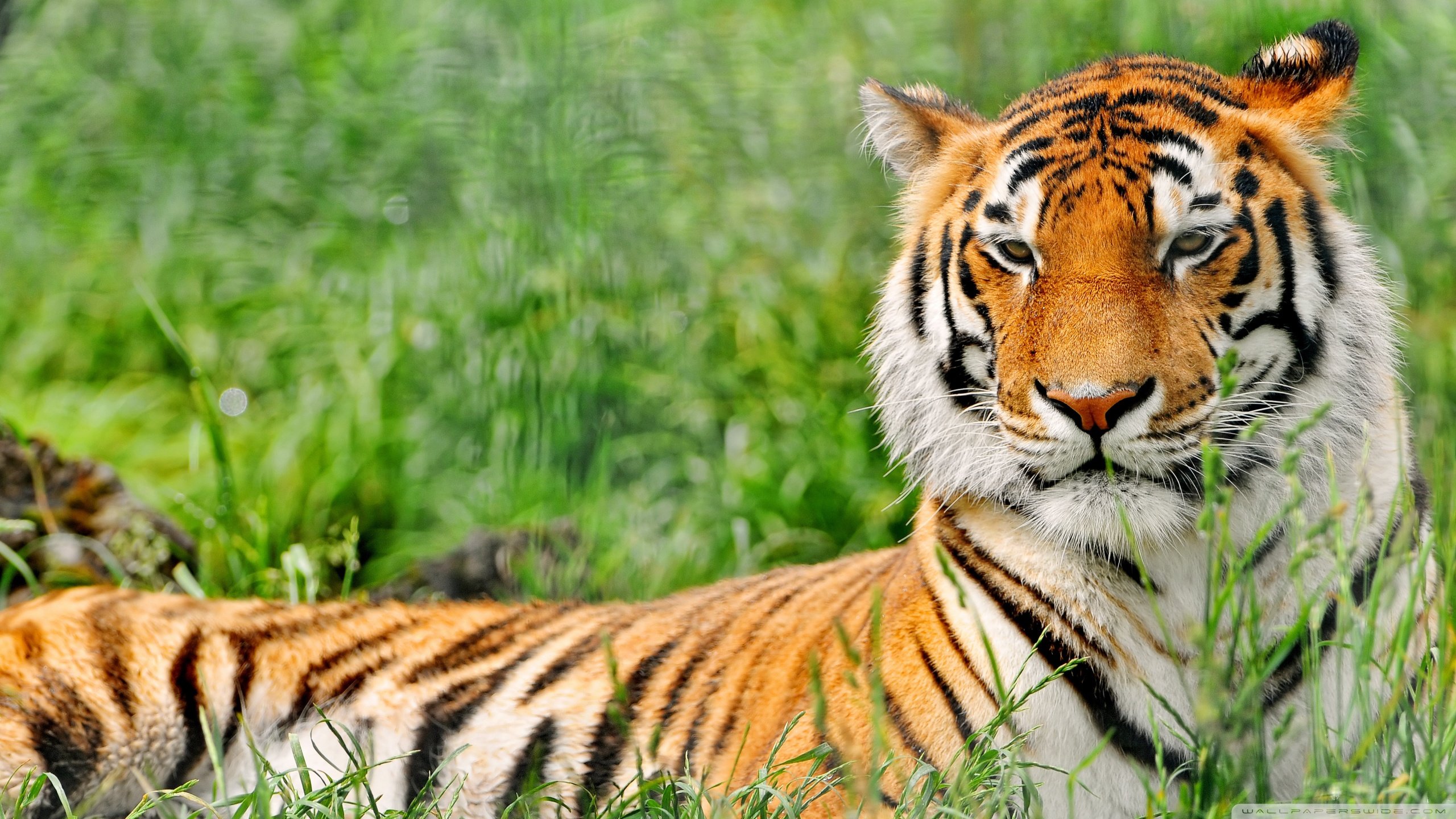 Awesome Tiger free wallpaper ID:116261 for hd 2560x1440 desktop