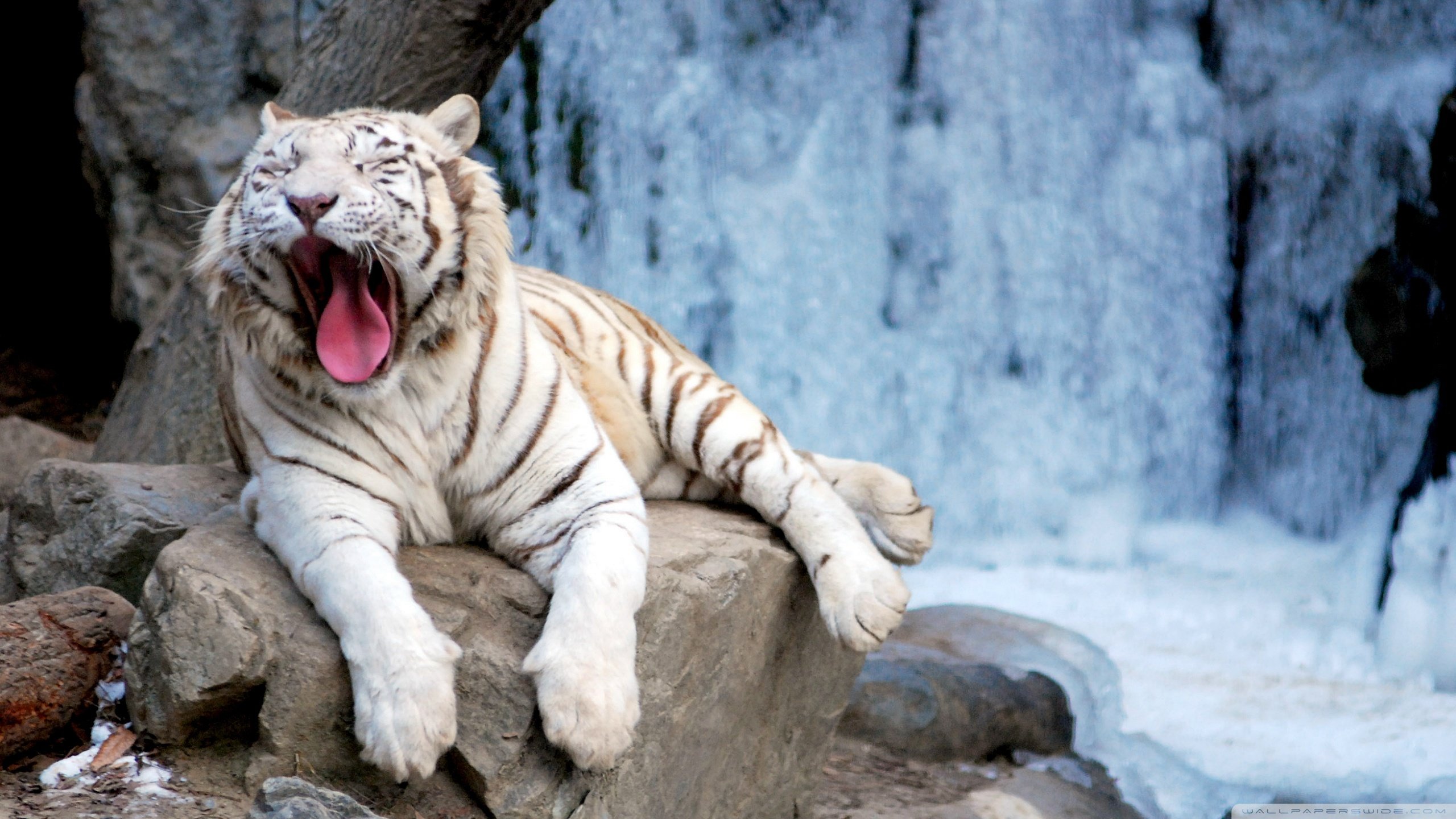 Free download White Tiger wallpaper ID:174944 hd 2560x1440 for computer
