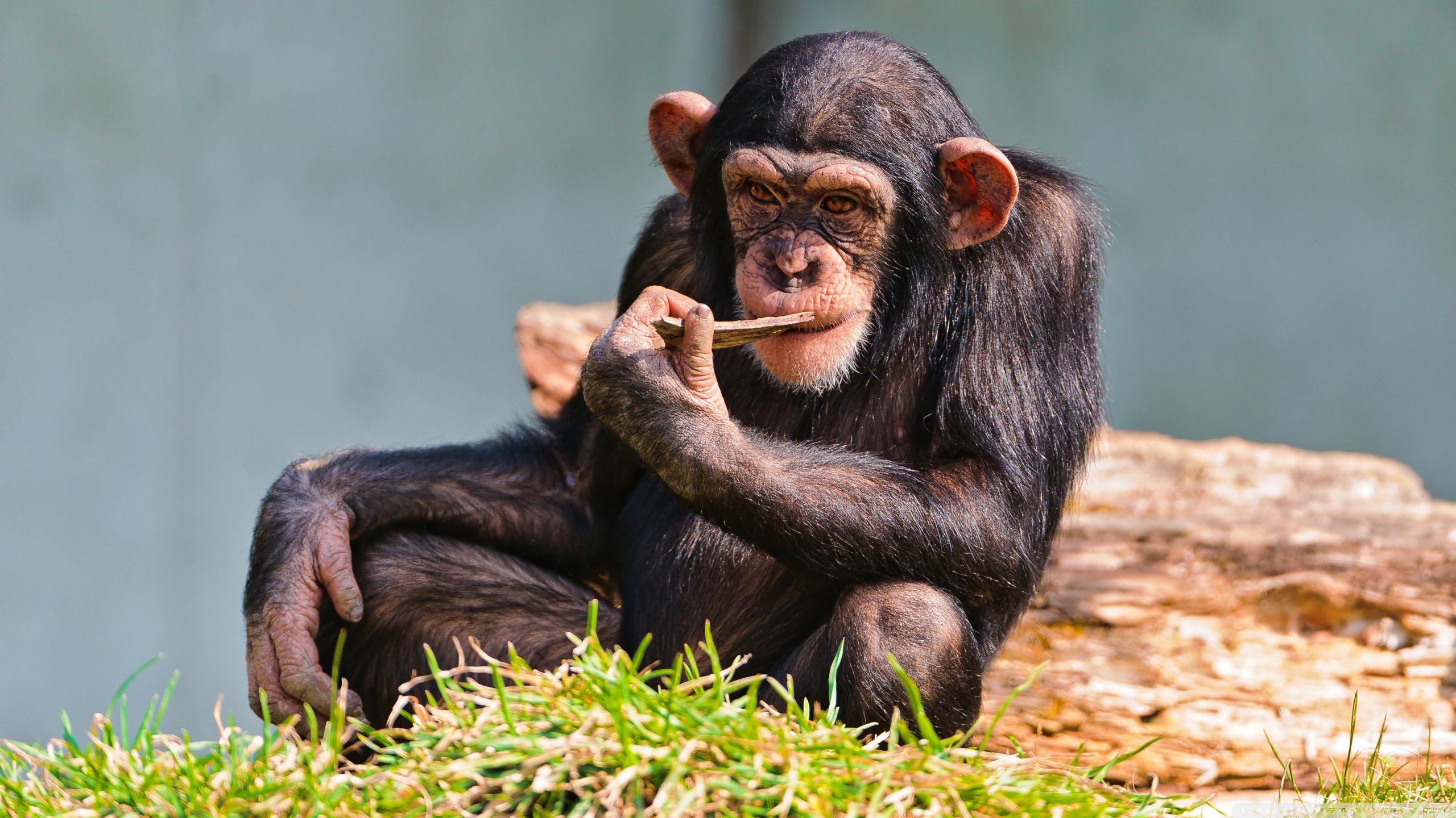 Best Chimpanzee background ID:24608 for High Resolution hd 2560x1440 PC