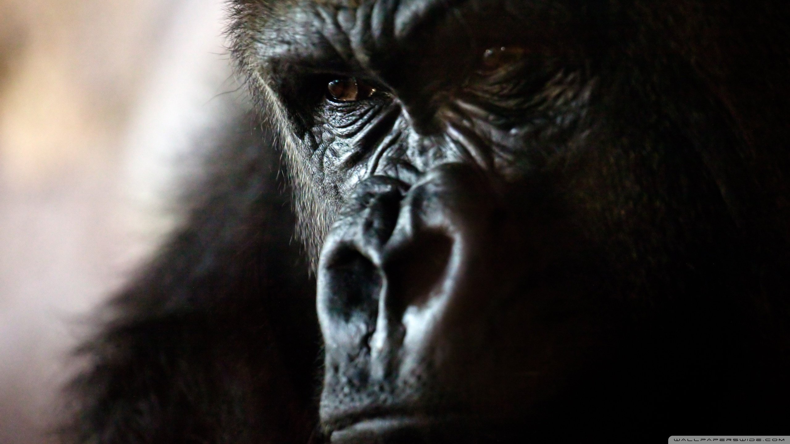 Awesome Gorilla free background ID:145546 for hd 2560x1440 desktop