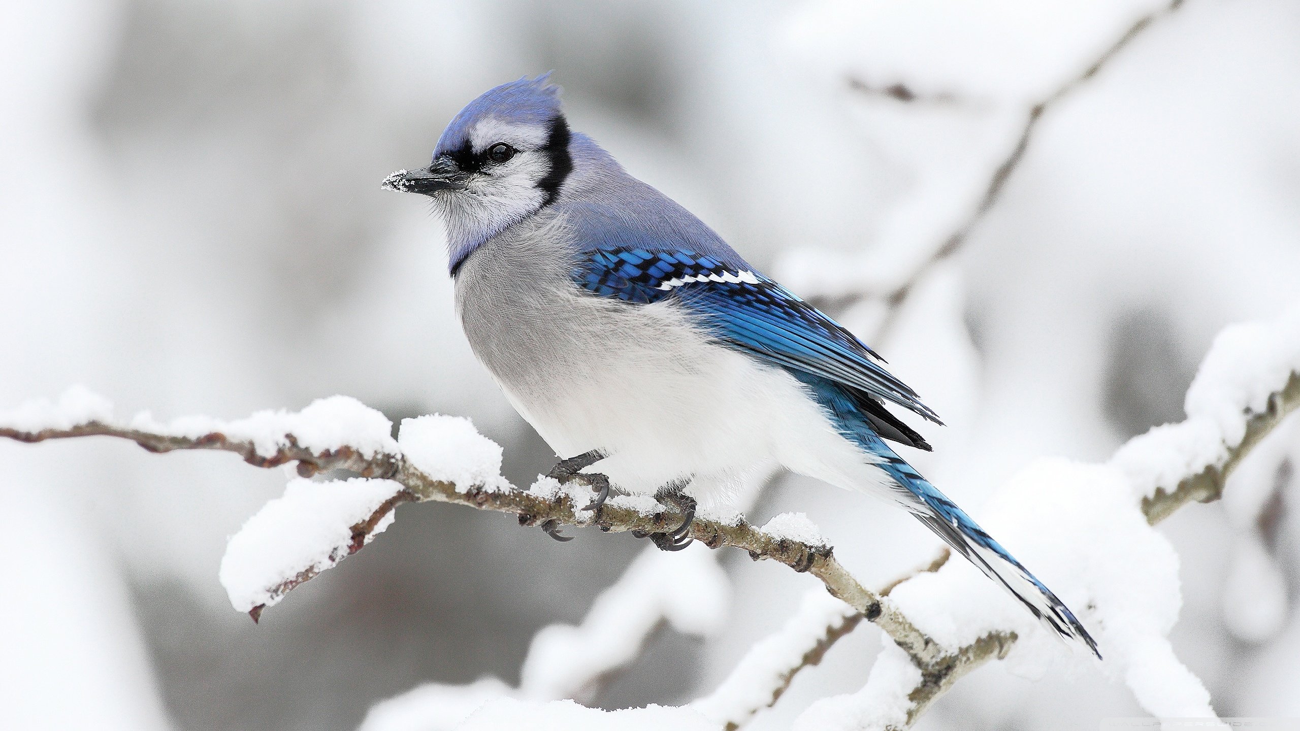Awesome Blue Jay free background ID:158371 for hd 2560x1440 PC