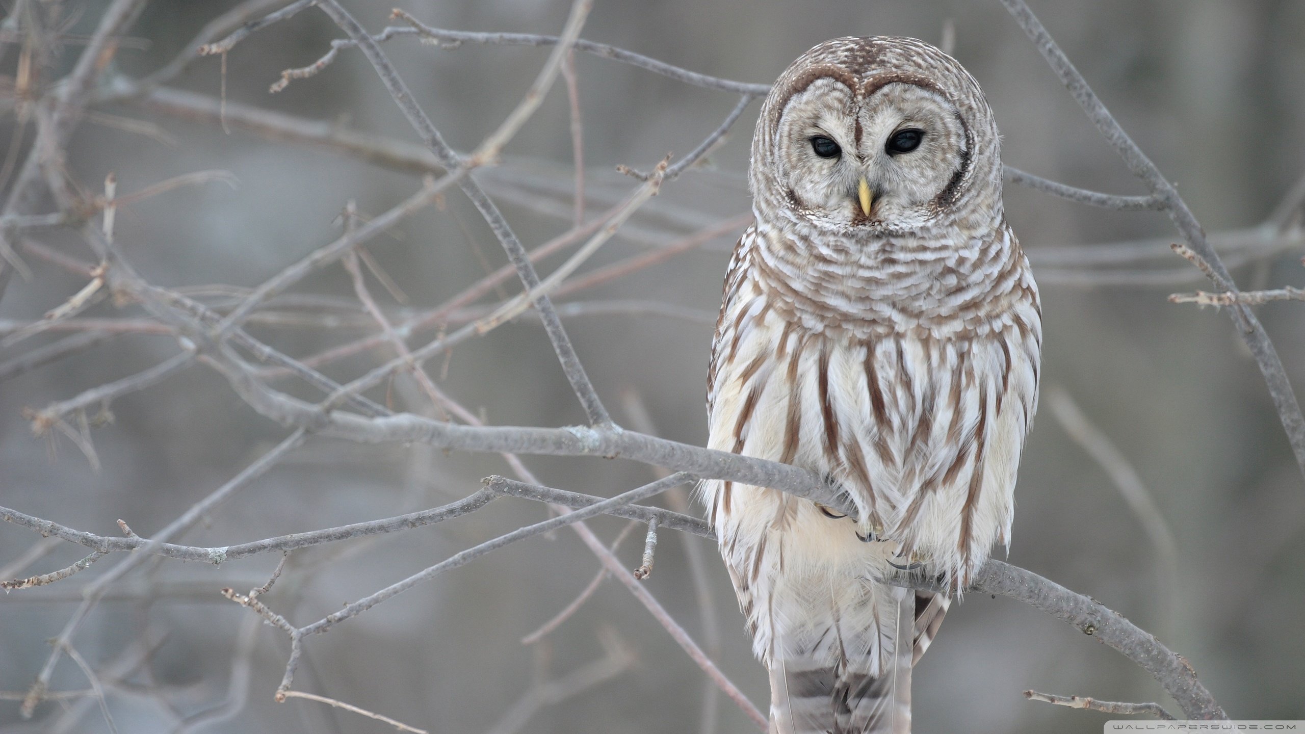 High resolution Barred Owl hd 2560x1440 wallpaper ID:91343 for PC