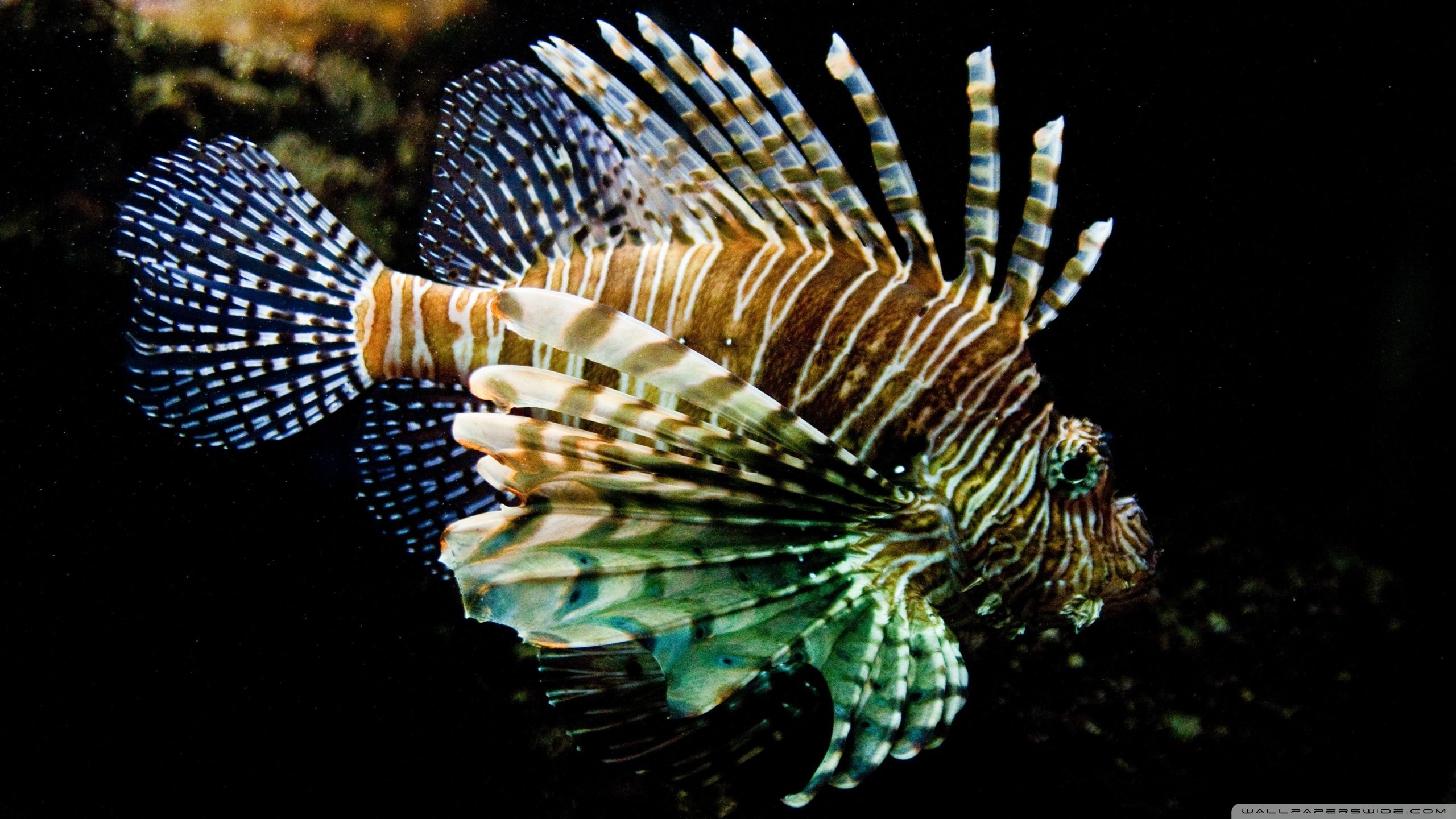 Free Lionfish high quality background ID:438233 for hd 2560x1440 PC