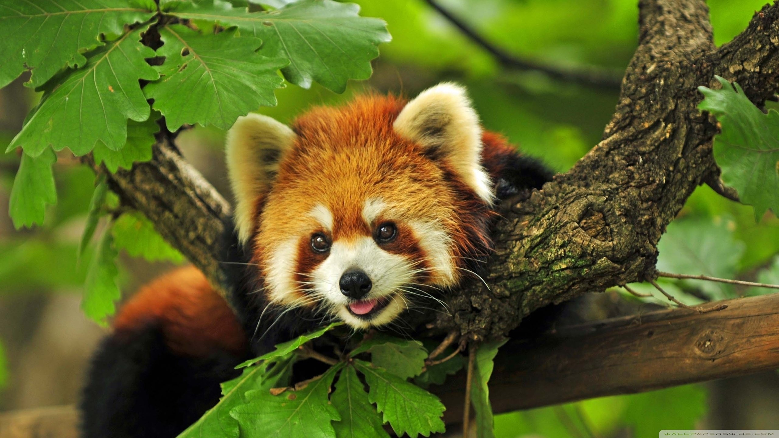 Free download Red Panda background ID:63960 hd 2560x1440 for desktop