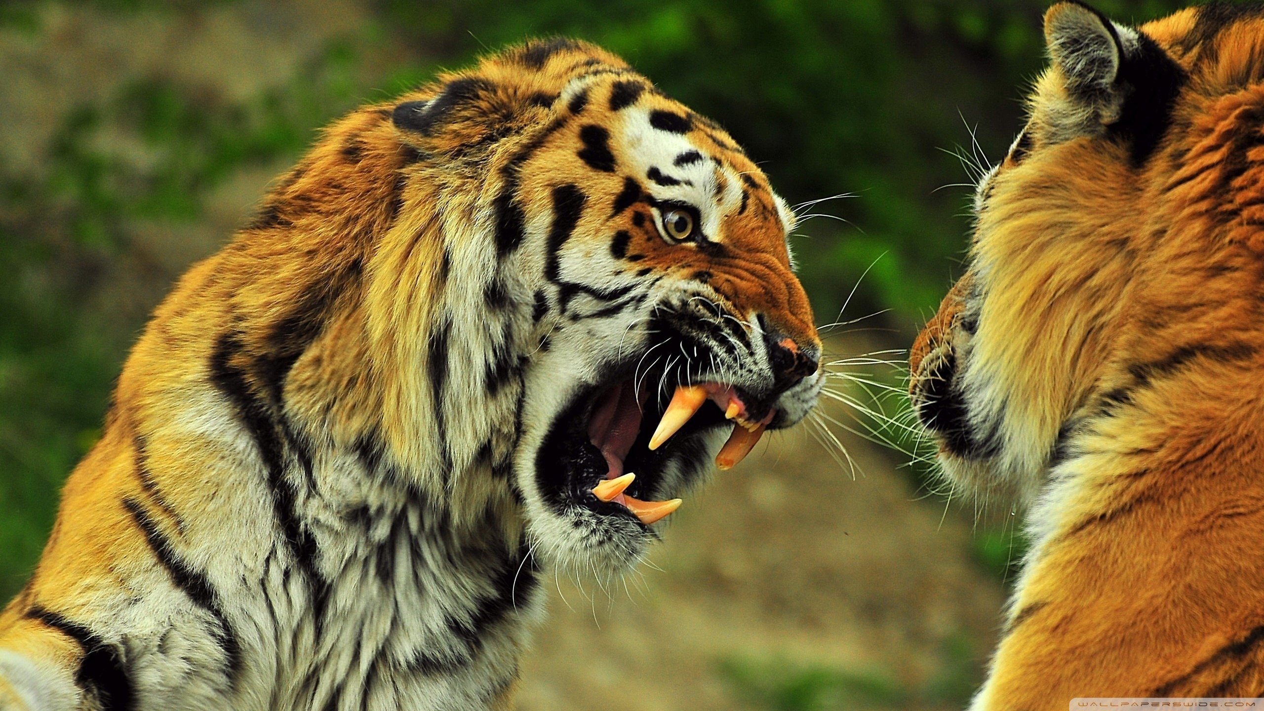 Best Tiger background ID:116535 for High Resolution hd 2560x1440 PC