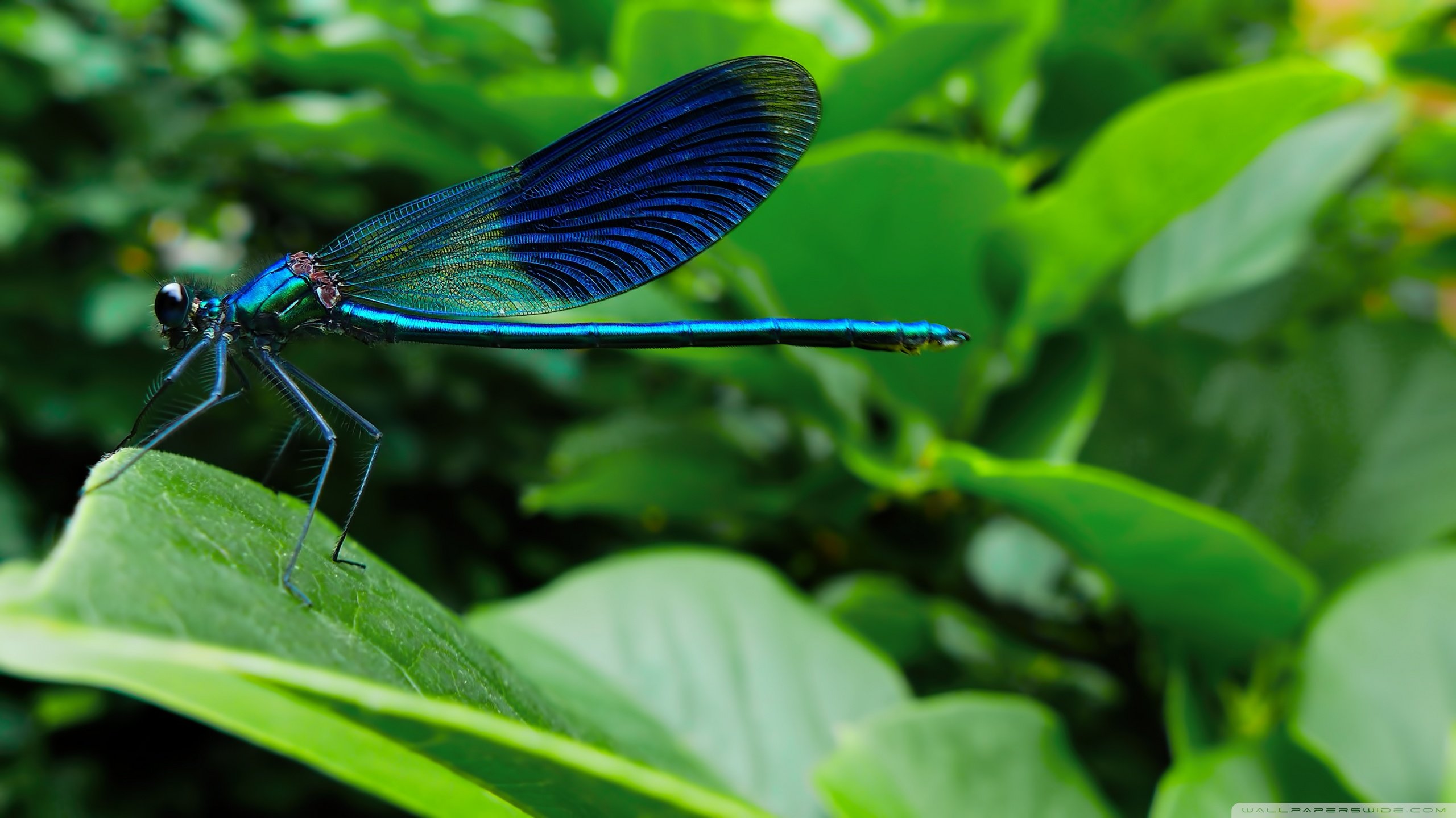 Best Dragonfly wallpaper ID:467556 for High Resolution hd 2560x1440 PC