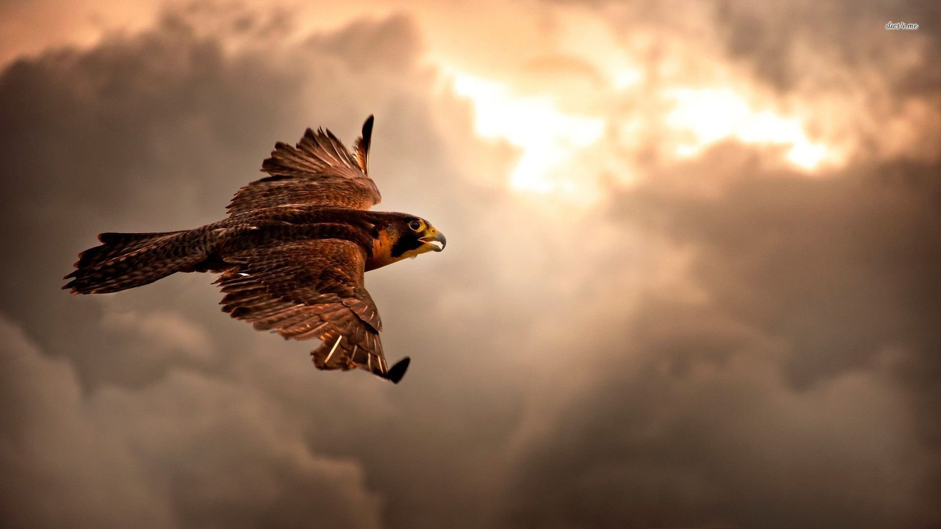 Awesome Hawk free background ID:122563 for hd 1080p PC