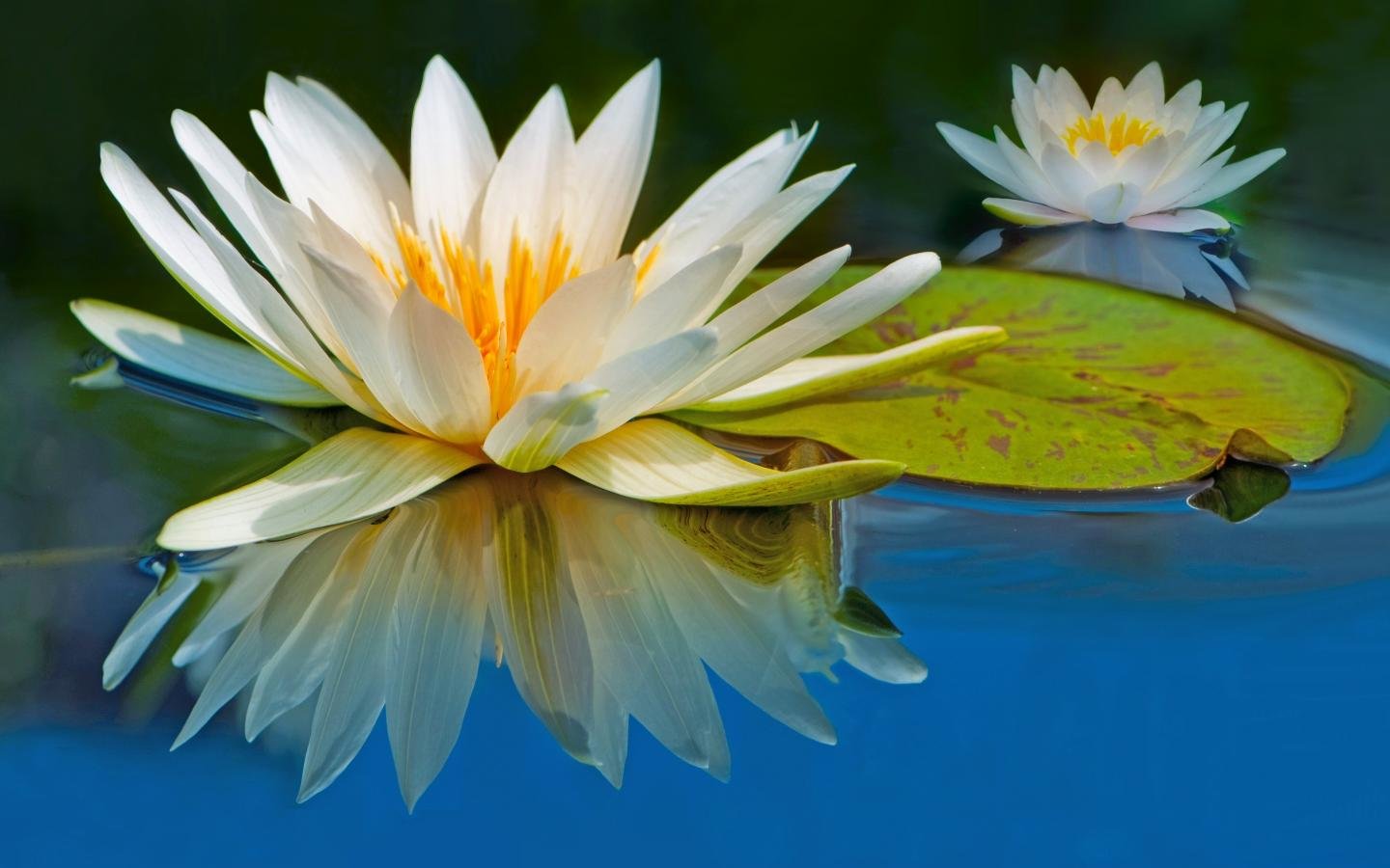 Download hd 1440x900 Water Lily computer background ID:366224 for free