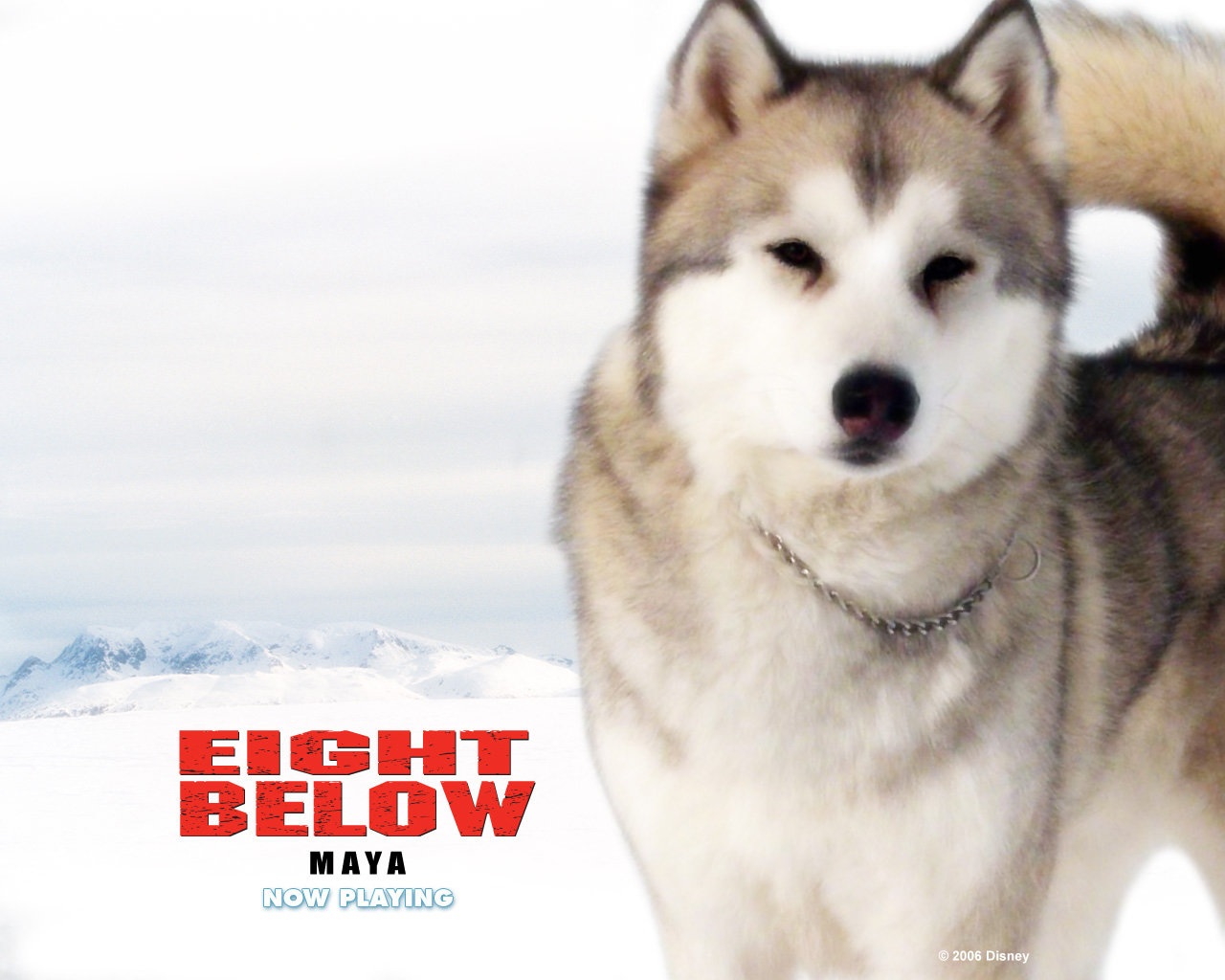 Free Eight Below high quality background ID:150003 for hd 1280x1024 PC