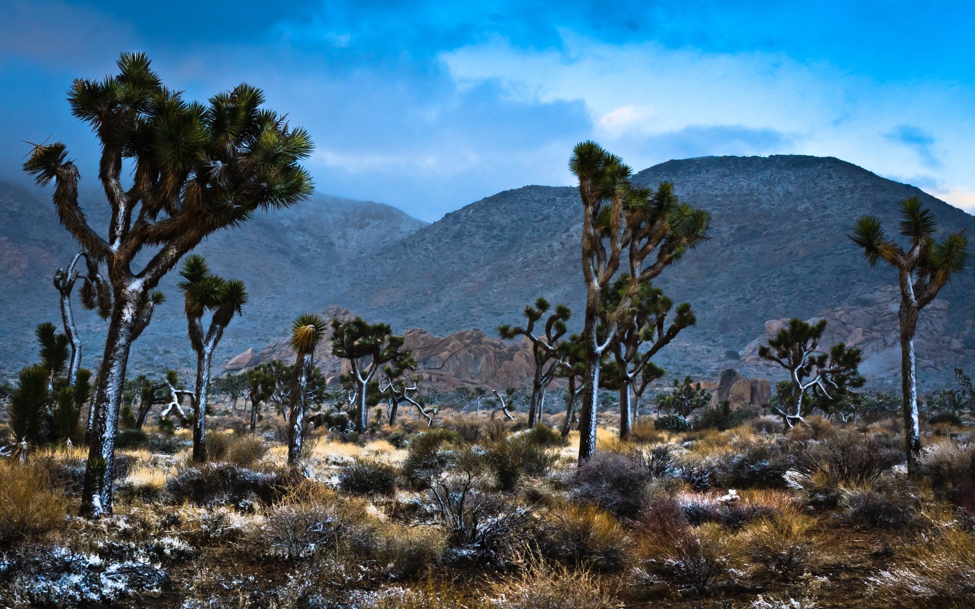 Awesome Joshua Tree National Park free background ID:254731 for hd 1920x1200 desktop