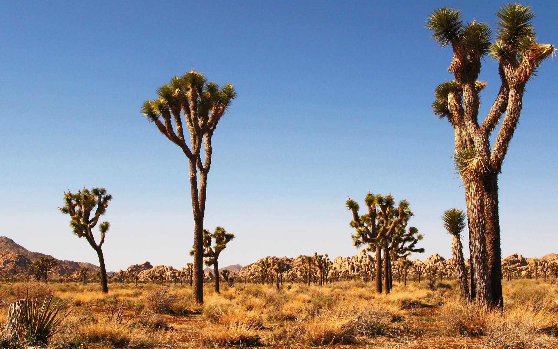 Download hd 1920x1200 Joshua Tree National Park desktop background ID:254754 for free