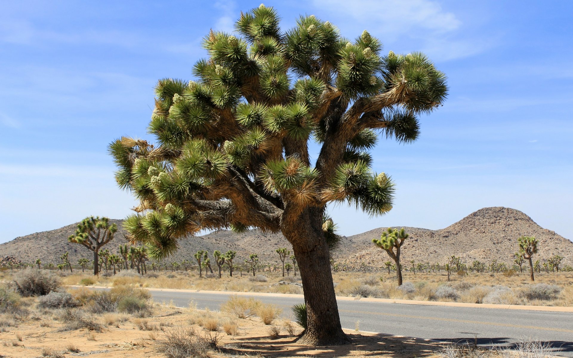 Free download Joshua Tree National Park wallpaper ID:254706 hd 1920x1200 for PC