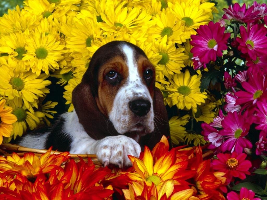 Free Basset Hound high quality wallpaper ID:214114 for hd 1024x768 computer