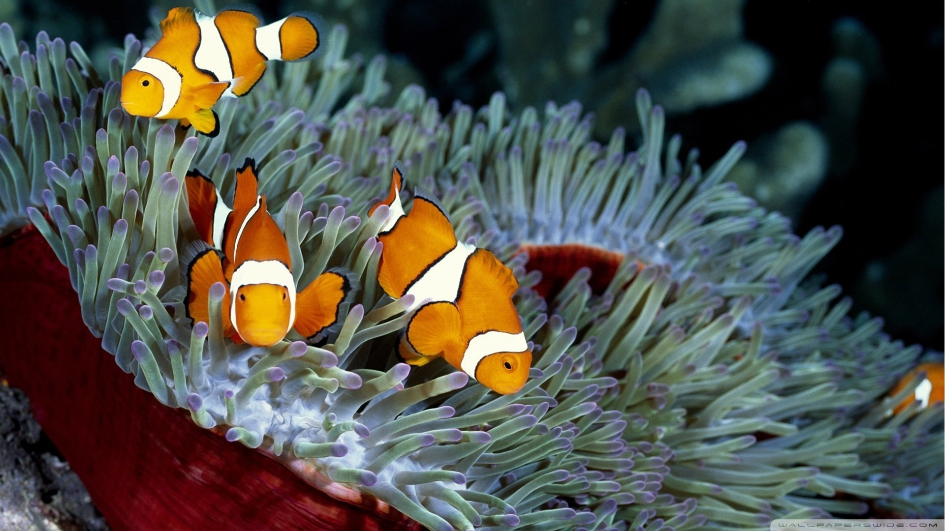 Best Clownfish wallpaper ID:53242 for High Resolution hd 1080p desktop