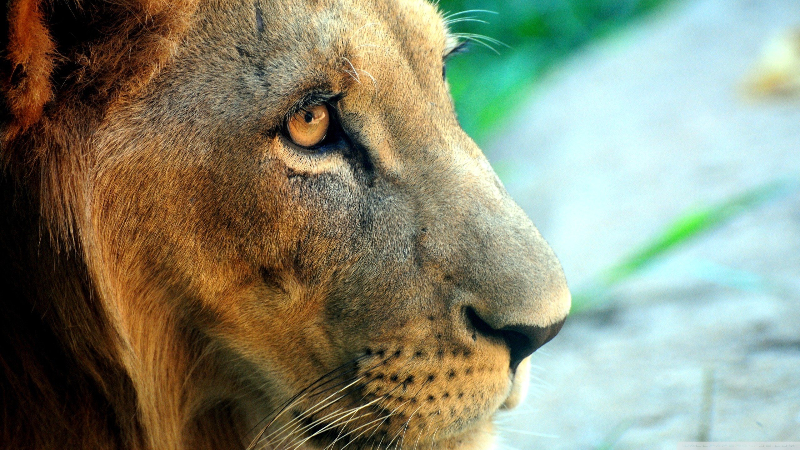 Best Lion wallpaper ID:255711 for High Resolution hd 2560x1440 PC