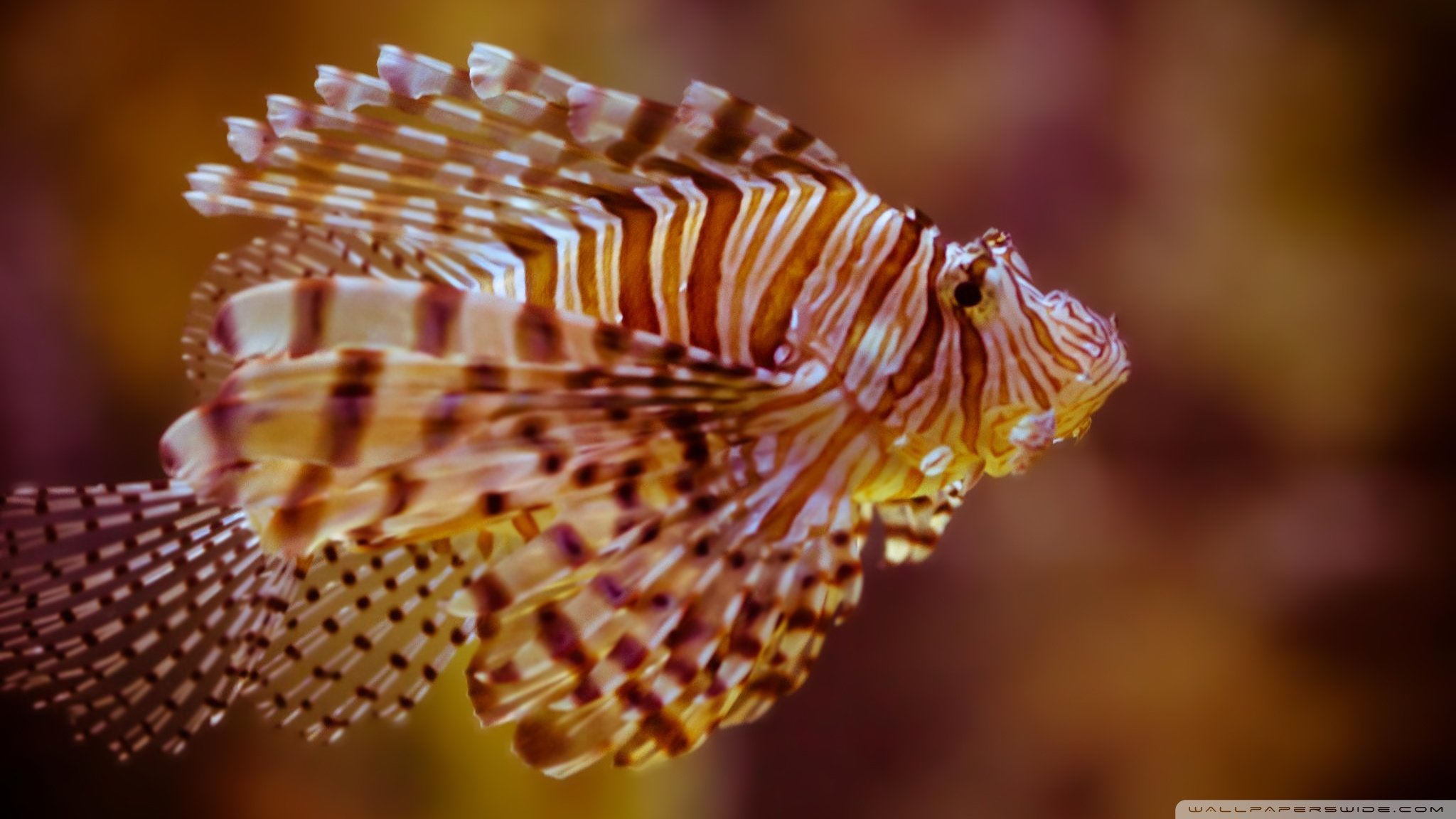 Awesome Lionfish free wallpaper ID:438234 for hd 2048x1152 computer