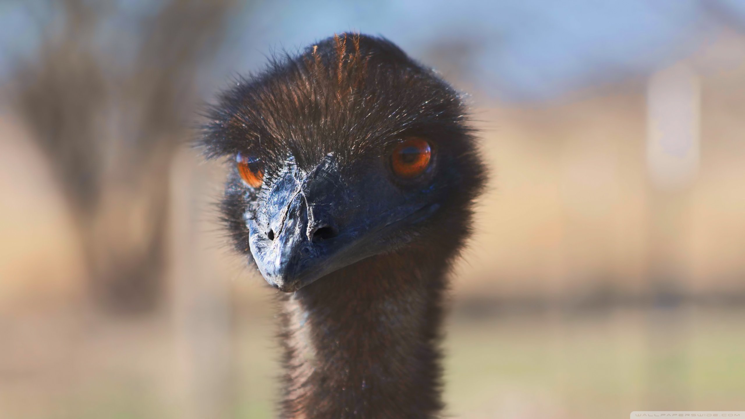 Free Emu high quality background ID:391635 for hd 2560x1440 computer