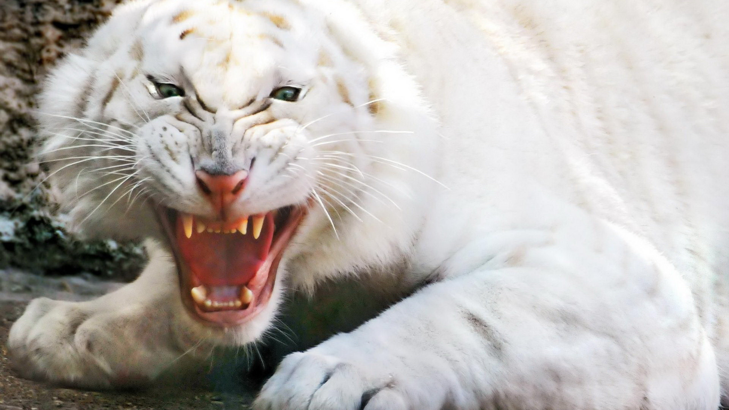 Download hd 2560x1440 White Tiger computer wallpaper ID:174996 for free