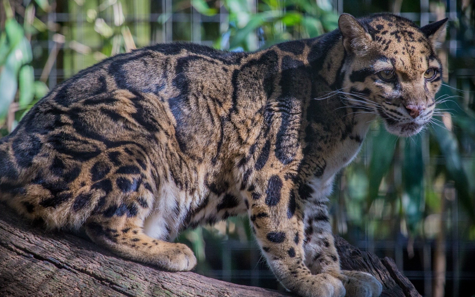 Best Clouded Leopard background ID:260349 for High Resolution hd 1920x1200 computer