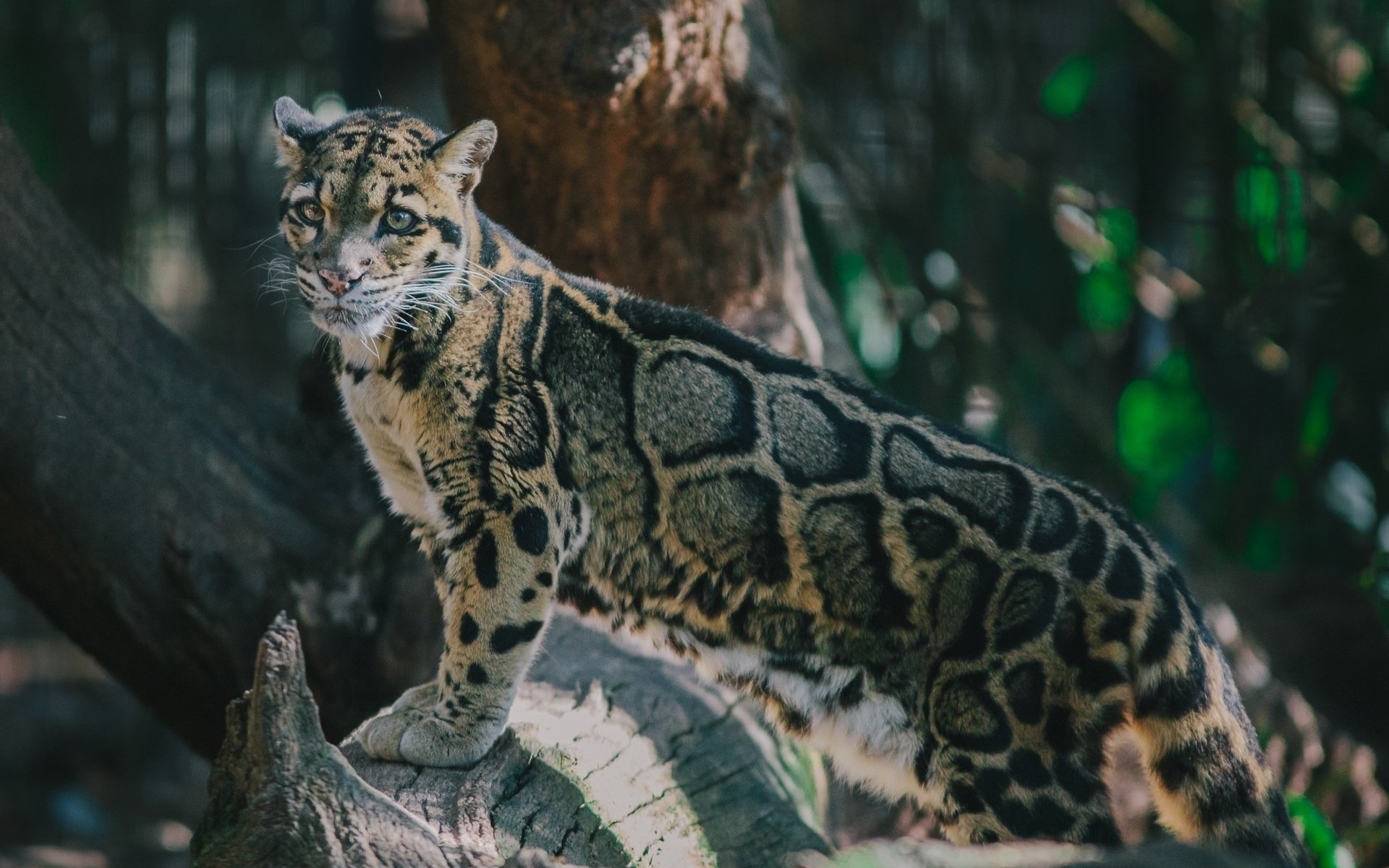 Awesome Clouded Leopard free background ID:260348 for hd 1920x1200 PC