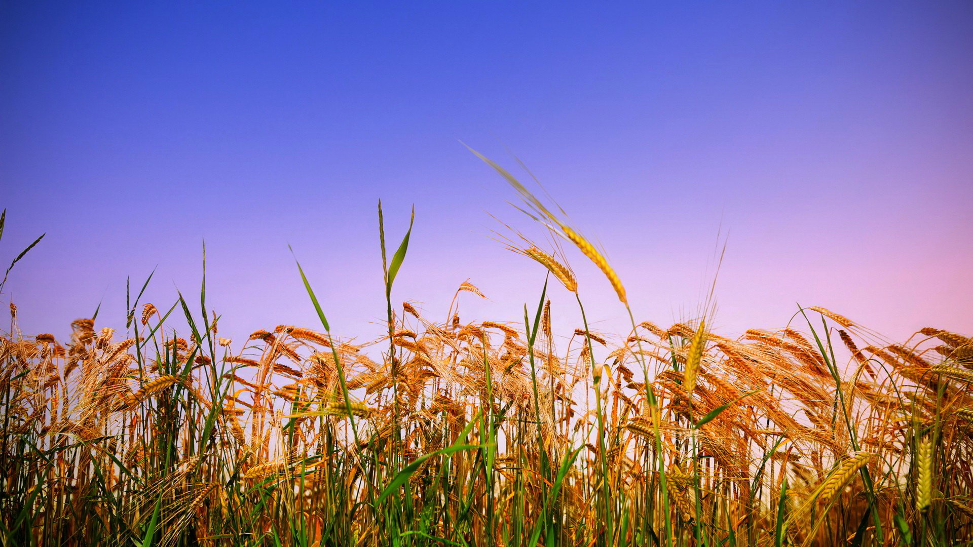 Awesome Cornfield free background ID:165949 for full hd PC