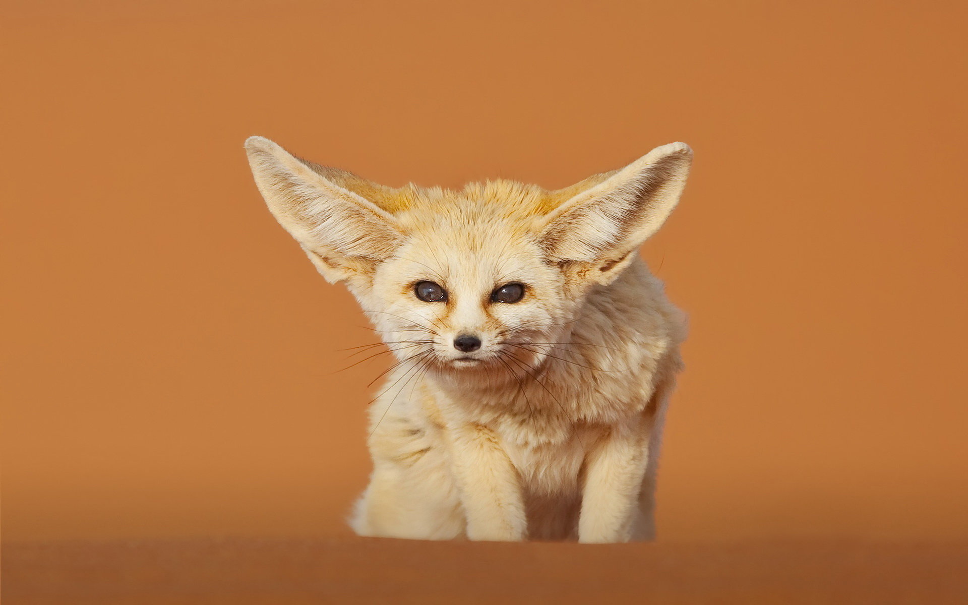 Download hd 1920x1200 Fennec Fox computer background ID:137675 for free