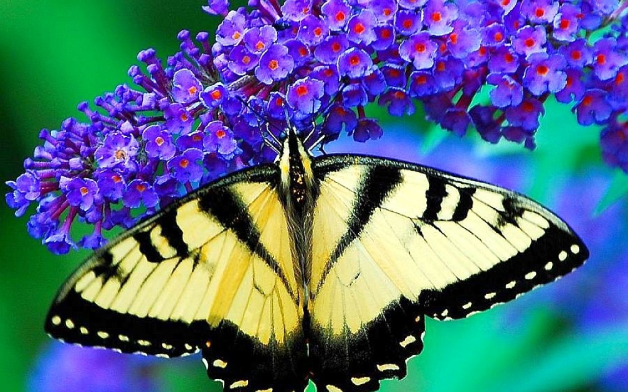 Download hd 1280x800 Butterfly computer background ID:168231 for free
