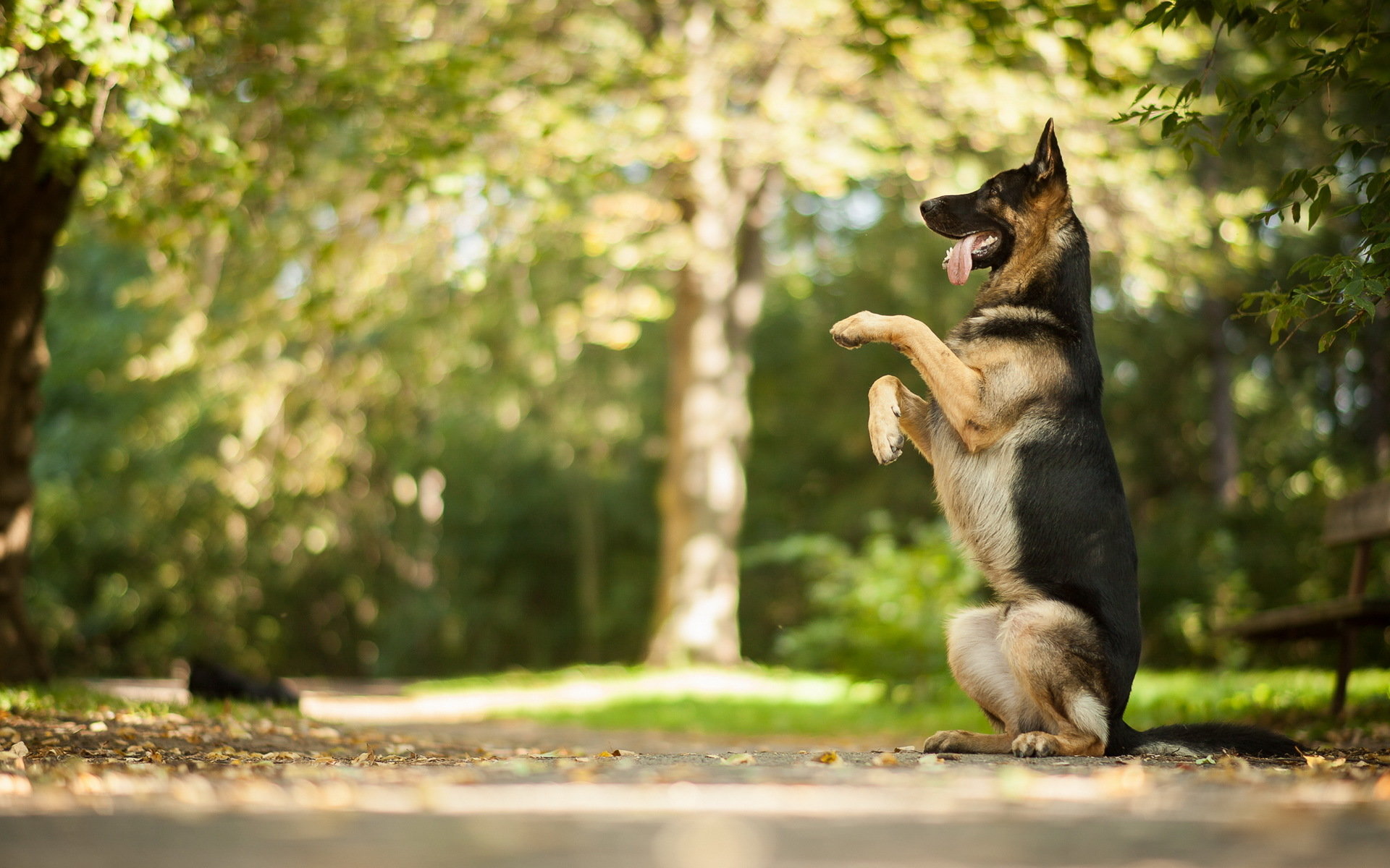 Awesome German Shepherd free background ID:111016 for hd 1920x1200 PC