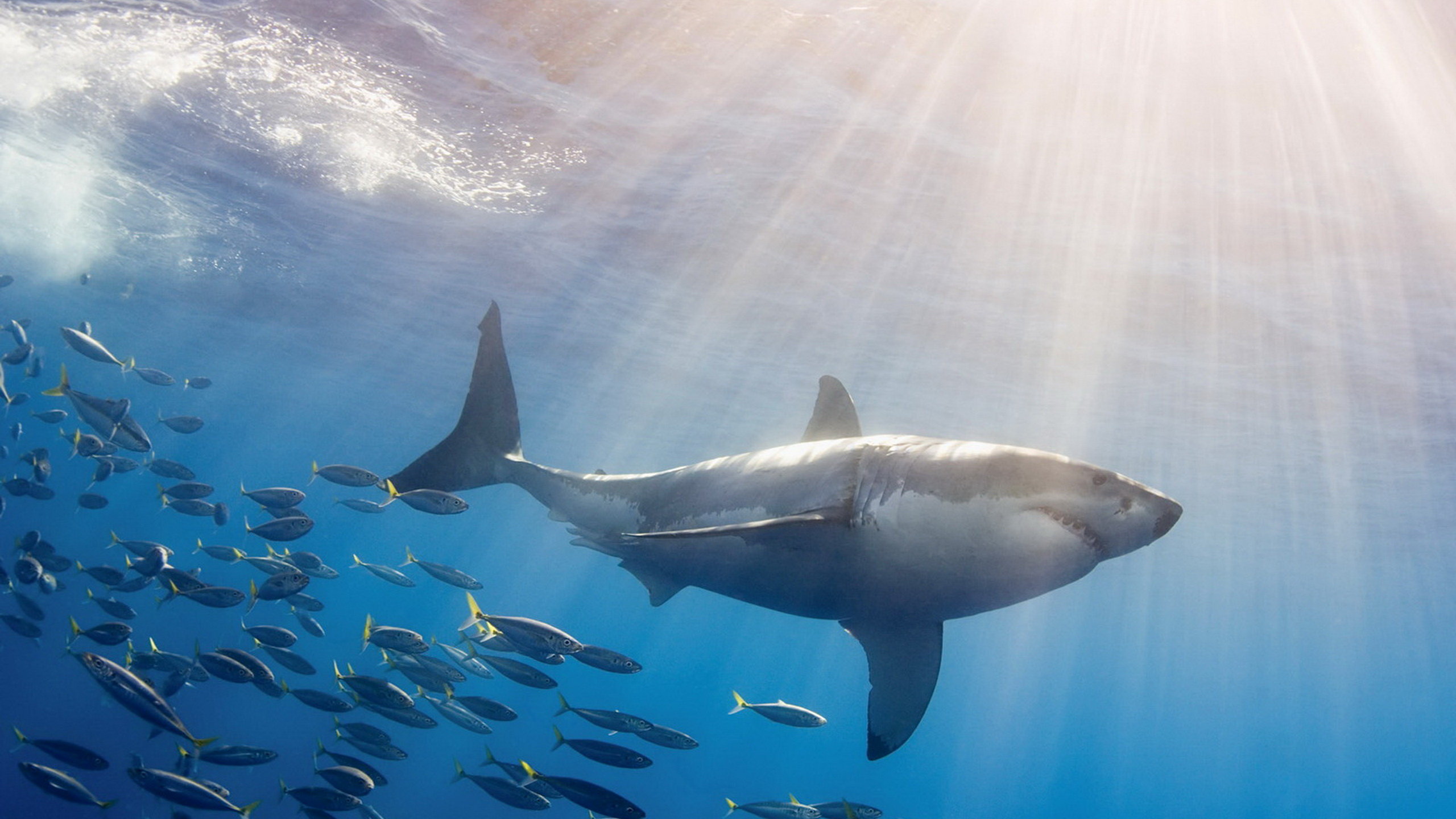 High resolution Great White Shark hd 2560x1440 wallpaper ID:374693 for computer