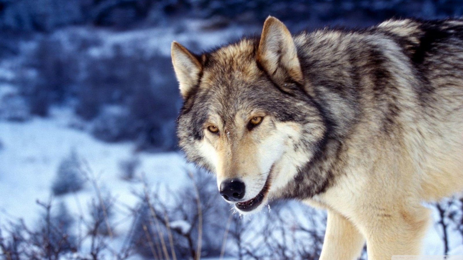 Free download Wolf background ID:118251 hd 1600x900 for desktop