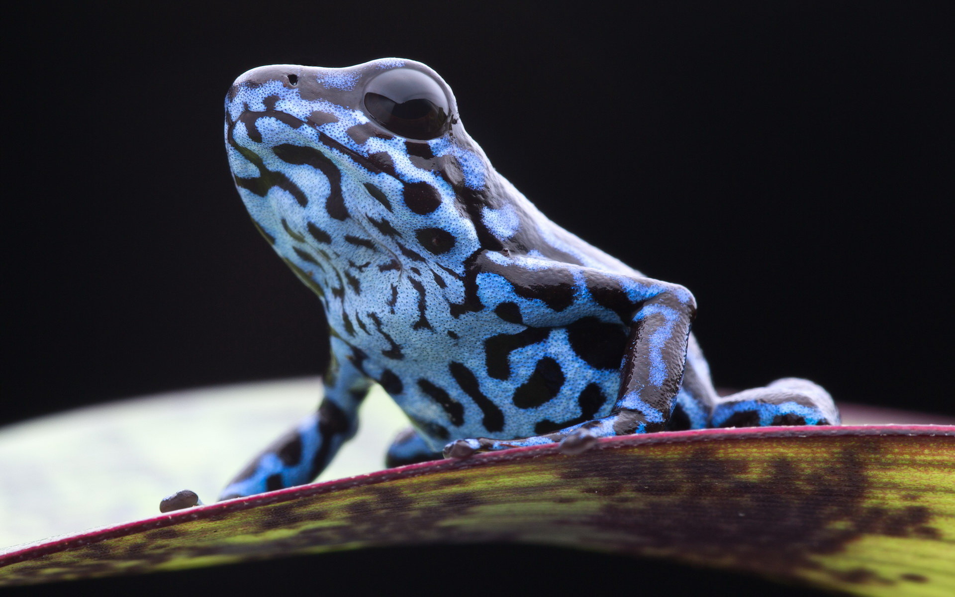 Free Poison Dart Frog high quality background ID:253497 for hd 1920x1200 PC