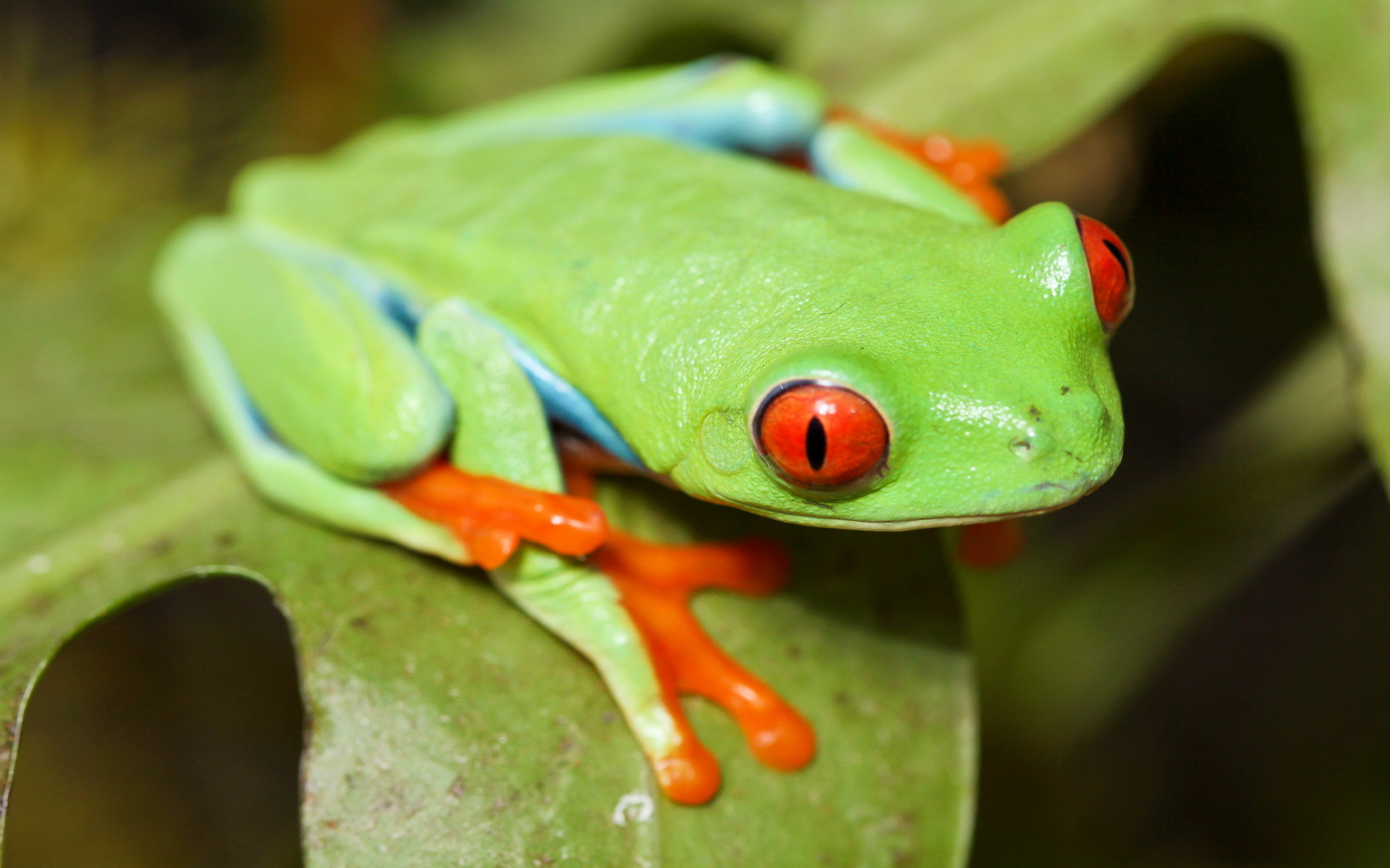 Awesome Red Eyed Tree Frog free wallpaper ID:20221 for hd 1920x1200 computer