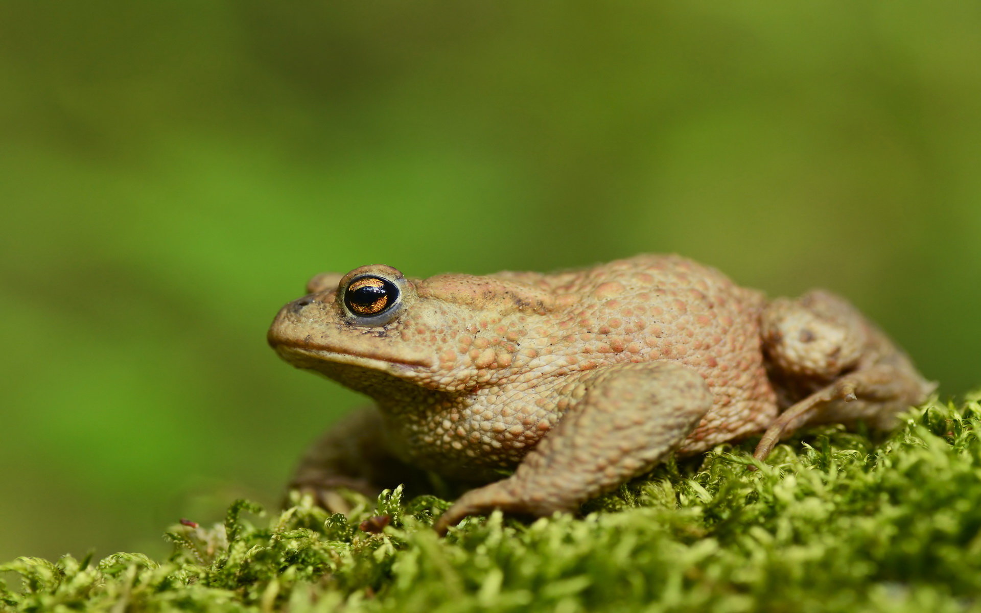 Download hd 1920x1200 Toad computer wallpaper ID:58498 for free