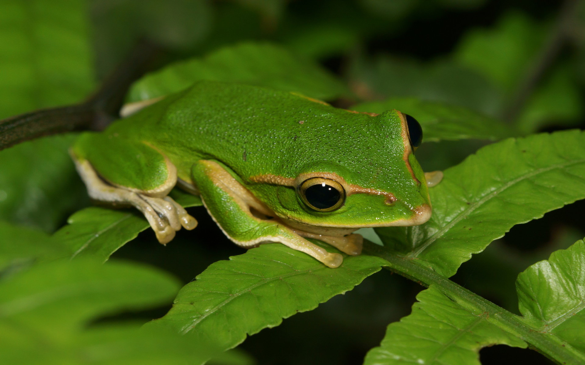 Free download Tree Frog background ID:385873 hd 1920x1200 for desktop