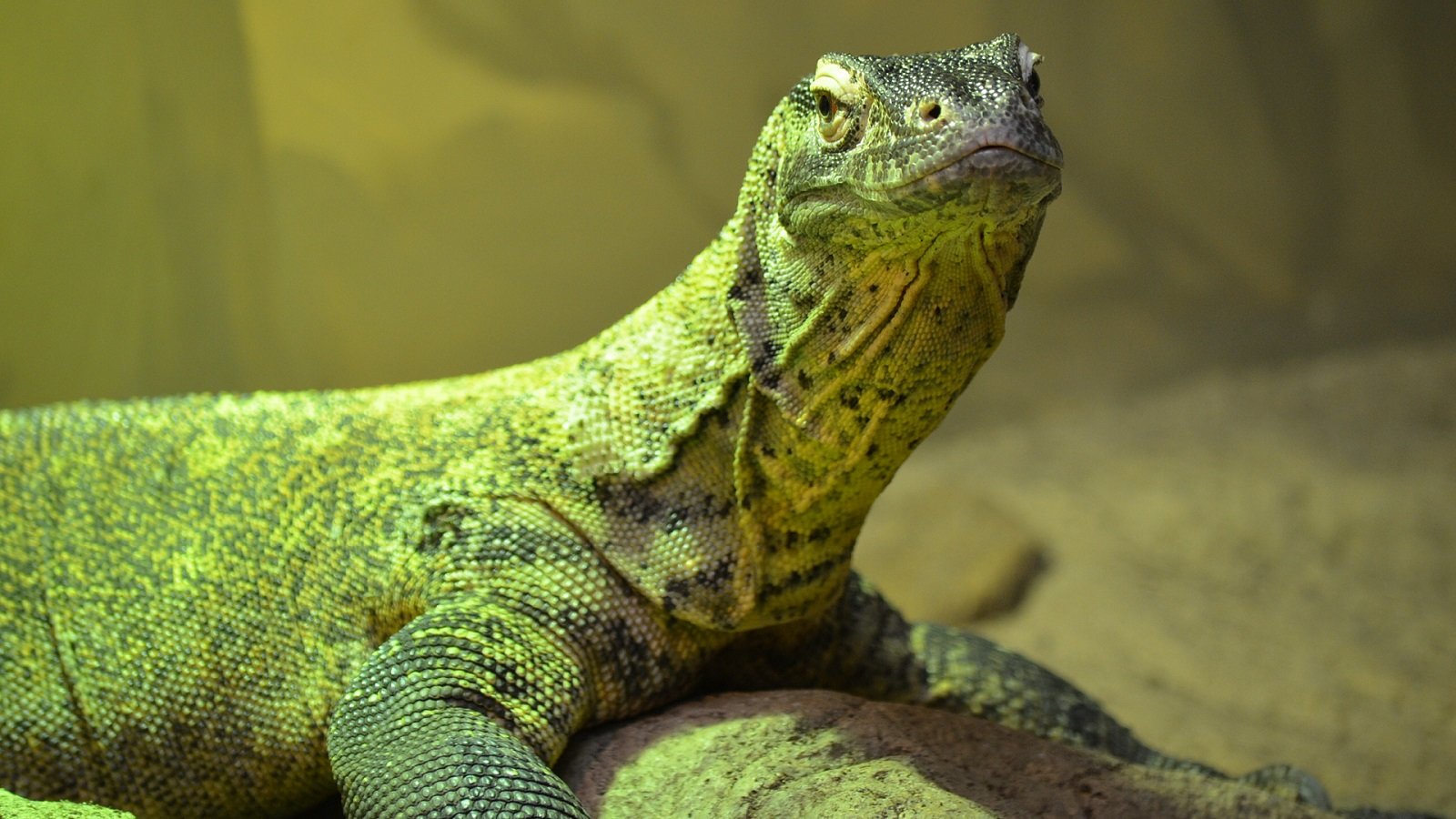 Awesome Komodo Dragon free background ID:99544 for hd 1600x900 computer