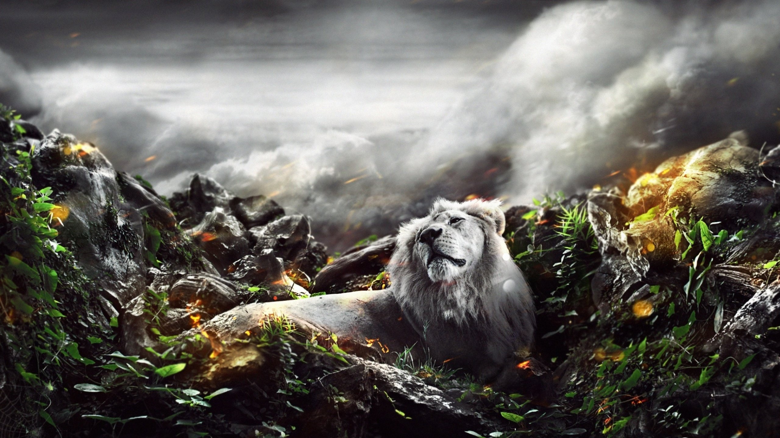 Free download Lion background ID:255276 hd 2560x1440 for computer