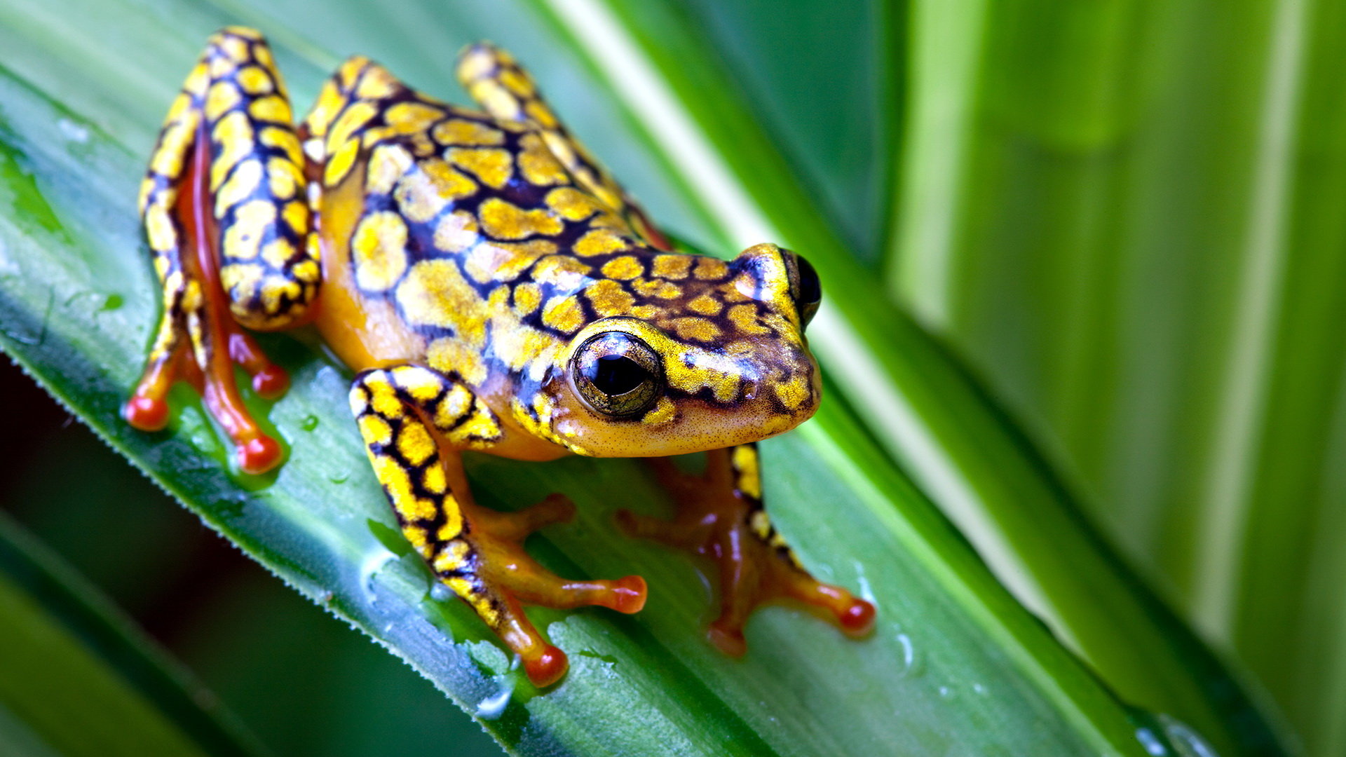 Awesome Poison Dart Frog free wallpaper ID:253492 for hd 1920x1080 desktop