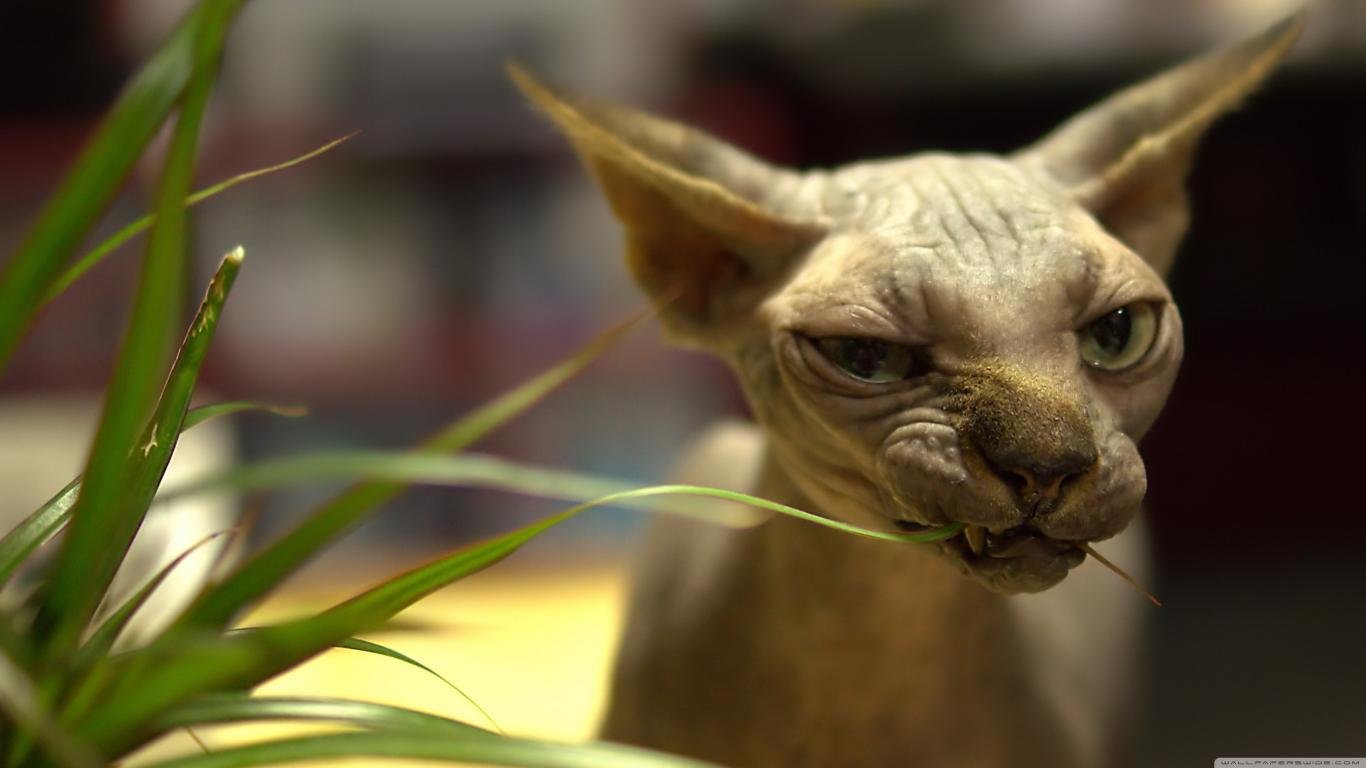 Free Sphynx Cat high quality background ID:449306 for 1366x768 laptop desktop